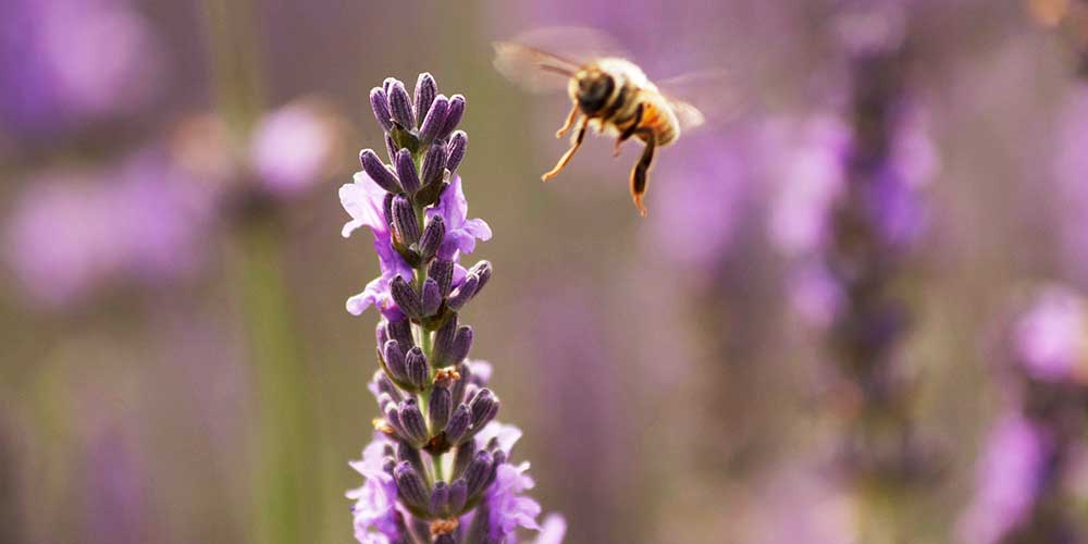 lavanda-pcela