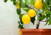 Saveti za gajenje limuna u saksijama