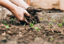 Mycobacterium vaccae: Iznenađujuće prednosti bakterije