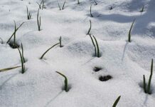 Permakultura na Dejanov način: Zimska bašta-šuma