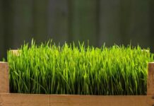 Sadnja Božićnog žita (Božićne pšenice) – Kada i kako da posadite?