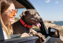 Šta vam sve treba za putovanje sa ljubimcem preko granice?