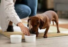 Ishrana ljubimaca: Kako pravilno hraniti svog ljubimca?