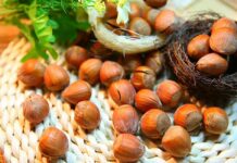 Sve o lešniku: Nutritivna zvezda i zlata vredna kultura