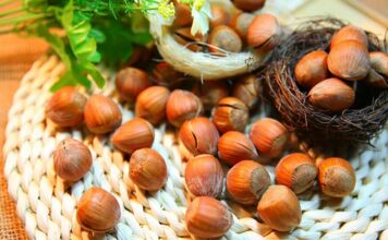 Sve o lešniku: Nutritivna zvezda i zlata vredna kultura