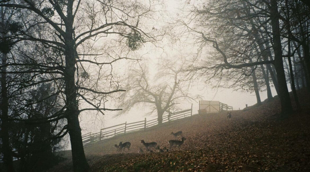 jelenov_greben_slovenija_suma